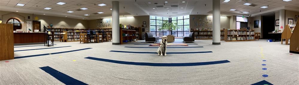 Foxie in the Library